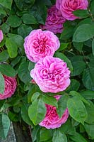 Rosa 'Princess Alexandra of Kent' - David Austin Rose Garden, Wolverhampton, UK