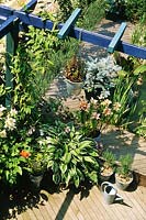 Decking with blue stained pergola and assortment of containers
