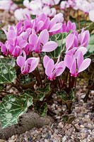 Cyclamen graecum