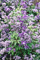 Clematis macropetala 'Maidwell Hall' 