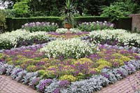 Summer bedding with Nicotiana alata n. syvestris, Cineraria, Verbena and Heliotrope, view to cordyline in urn on plinth. RHS Gardens, Wisley