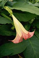 Brugmansia x insignis, syn datura. Pink bell shaped flower 