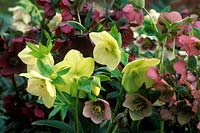 Helleborus orientalis hybrids in mixed colours