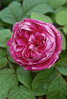 Rosa 'Lanei' pink centifolia, moss rose. June