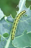 Plant damage caused by caterpillar