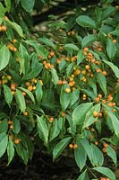 Euonymus myrianthus - berries, November