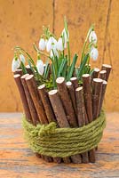 Galanthus planted within a natural container made of sticks