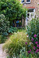 A town garden with mixed border planted with Stipa arundinacea, Allium sphaerocephalon, Echinacea and Veronicastrum with flowering Escallonia, Hosta and large grape vine.