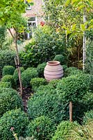 A town garden with young Acer and birch trees underplanted with box surrounding a terracotta urn.