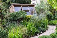 A town garden with a potting shed hidden behind a border with Lavandula, Echinacea, Euonymus, Eryngium  and an Olive tree.