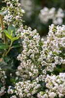 Escallonia iveyi, a medium sized evergreen shrub with white flowers in late summer.