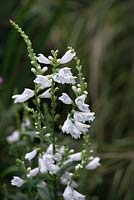 Physostegia 'Summer Snow', an herbaceous perennial producing white flowers in summer.