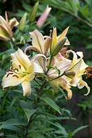Lilium 'Golden Splendor' Group, a lily that produces large, heavily scented, trumpet-shaped flowers.