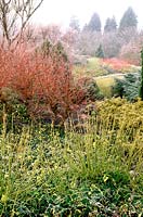 Winter country garden. Frost on shrub border, with Cornus stolonifera 'Flaviramea', Hedera helix 'Dentata Variegata', Salix alba ssp. vitellina 'Britzensis', Euonymus. Cambridge University Botanical gardens