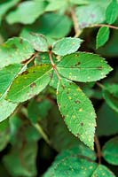 Fungus - Rose blackspot - diplocarpon rosae and rose rust - phragmidium sp on leaf in May