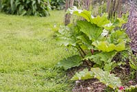 Rhubarb 'Timperley Early', growth development 