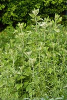 Artemisia vulgaris, pale oriental form. National collection Elsworth, cambridgeshire 