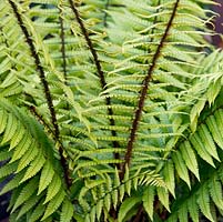 Dryopteris filix-mas, male fern, a semi-evergreen fern with 'shuttlecocks' of elegantly arching, upright, green fronds that rise from crowns of brown-scaled rhizomes.