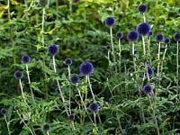 Echinops ritro 'Veitch's Blue', a hardy perennial whose globe shaped flowers are attractive to insects and popular as cut flowers.
