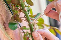 Tying in a climbing Rose. Attaching Rose to steel wire with string