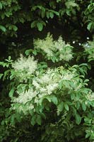 Fraxinus ornus, close-up of white flowers on branch.