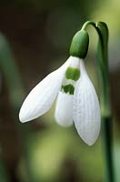 Galanthus elwesii 'Lode Star'. February. Close up of white flower with two green marks on inner tepal.