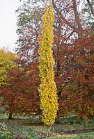 Populus tremula erecta in November at Cambridge Botanic Garden