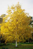 Betula papyrifera with autumn colours in November. Cambridge Botanic garden