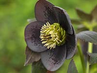Helleborus x hybridus Ashwoods Garden Hybrids, a slate grey hellebore with even black spotting on the petals that's becoming better defined with breeding. Winter perennial.