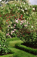 Arch over grass path to rose garden with Rosa 'Alister Stella Gray'. Rosa 'Mary Rose' and 'Doctor Jackson' in background. David Austin roses.