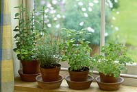 Herbs growing indoors in pots on a windowsill. includes mint, thyme and basil.