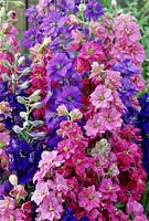 Consolida ajacis - larkspur, close up of pink and blue flowers, September