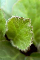 Bergenia ciliata f ciliata. Close up of hairy leaf with a red edge