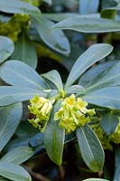 Daphne laureola. Close up of green flowers