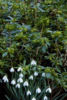 Daphne laureola and Galanthus - Snowdrops