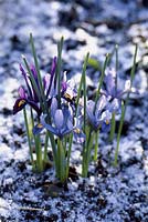 Iris reticulata varieties. Close up of purple flowers and light snow
