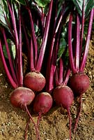 Beta vulgaris var. 'Pablo' F1 Hybrid - pulled beetroot lying on bare earth, September