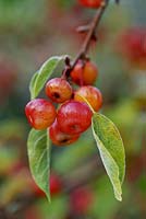 Malus 'Evereste' - Crab apple, ripe fruit hanging on branch, November