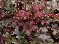 Heuchera Dark Secret, an evergreen perennial with curly, pink, purple and bronze foliage with a red glow on the reverse of the glossy leaves. 