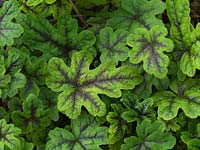 Tiarella Happy Trails, a perennial with small, rounded, lobed leaves marked with a thick black band on the veins.