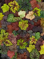 Display of different leaves from the Heuchera National Collection held by Richard and Vicky Fox which includes heucheras, heucherellas and tierellas.