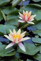 Nymphaea 'Sioux', August