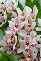 Cymbidium 'Showgirl' - boat orchid 