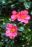 Camellia x Williamsii var. saitn ewe, Mount Edgecumbe, March