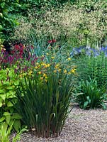 A gravel garden planted with Crocosmia 'Gerbe D'or', Agapanthus africanus, Persicaria and Stipa gigantea 'Gold Fontaene'.