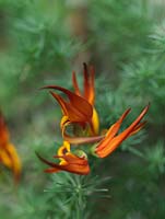 Lotus berthelotii 'Coral Gem' - Parrot's Beak, an exotic, evergreen, tender trailing plant.