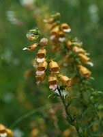 Digitalis laevigata - perennial foxglove