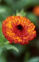 Calendula officinalis 'Neon' - Pot marigold