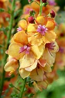 Verbascum 'Clementine' 