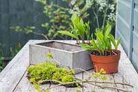 Materials required are Convallaria majalis, Quercus robur branches, Moss and a metal container